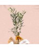 Olive Tree Bonsai